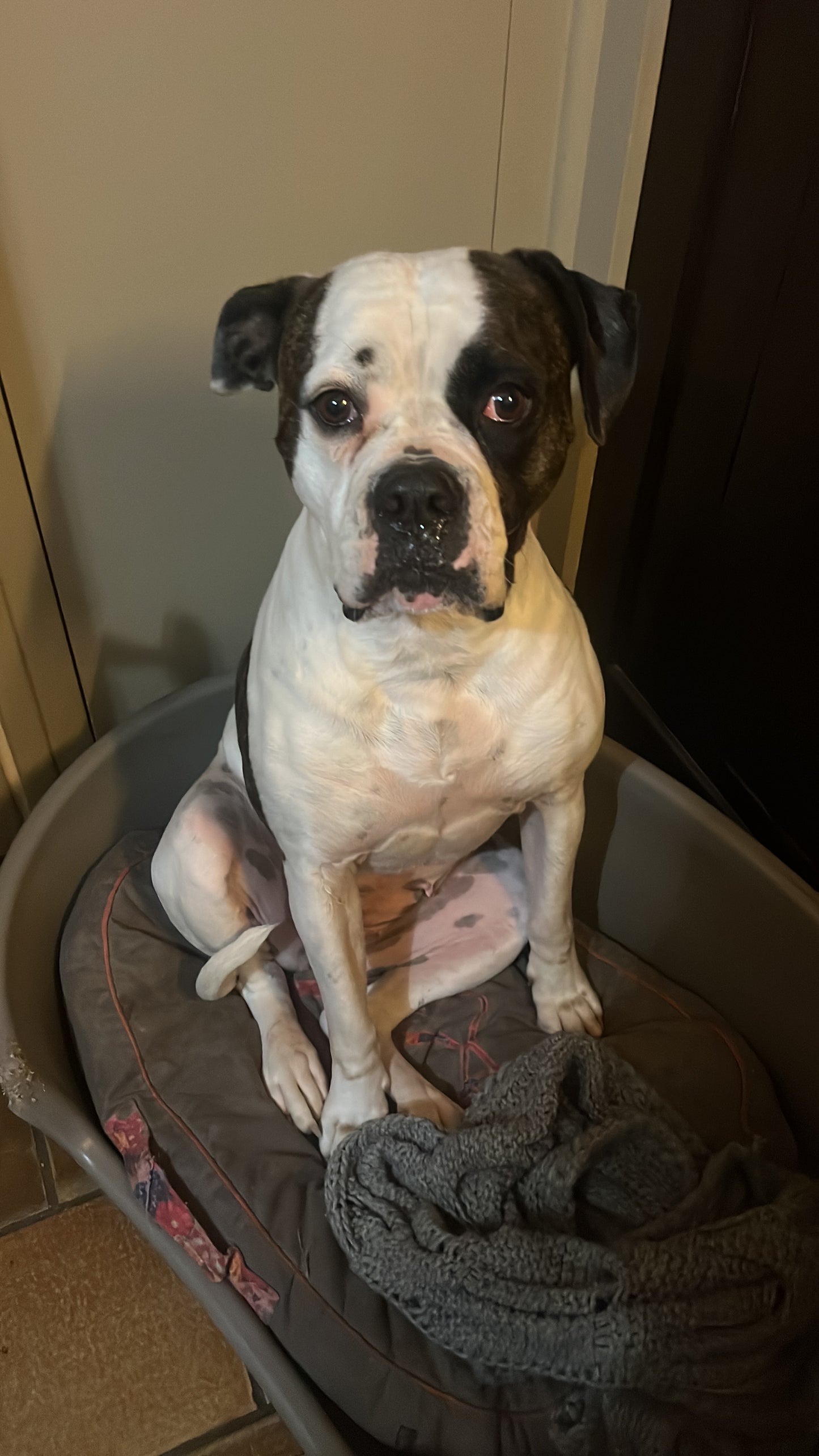 Te Matcha Grado Ceremonial 50gr